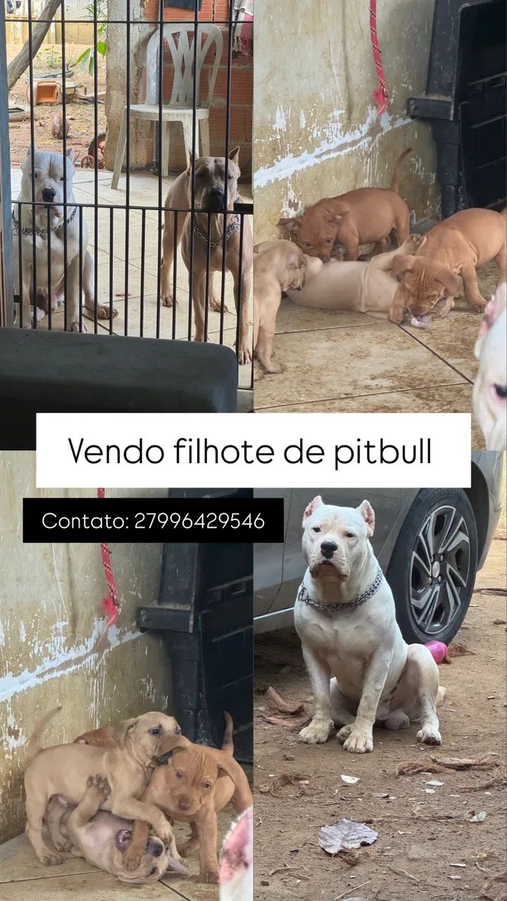 Pitbull filhote