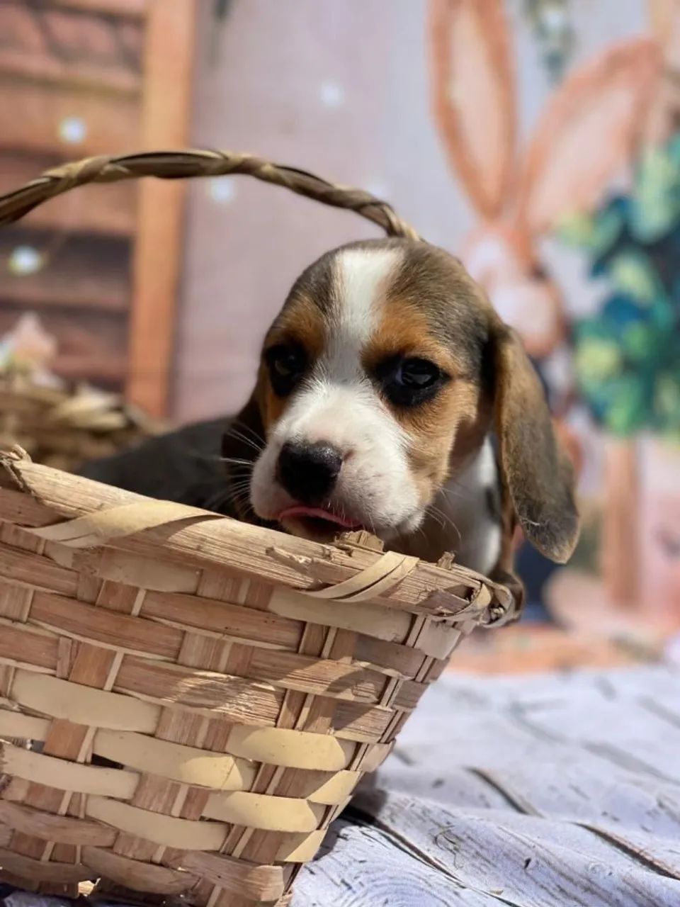 Beagle