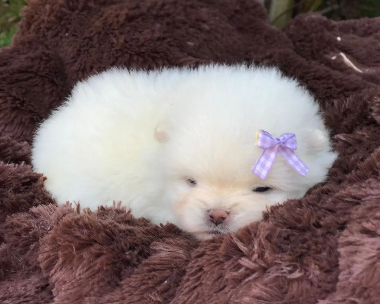 Spitz alemão  - Foto 2