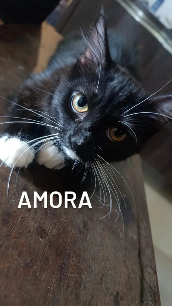 GATOS PARA DOAÇÃO  - Foto 3