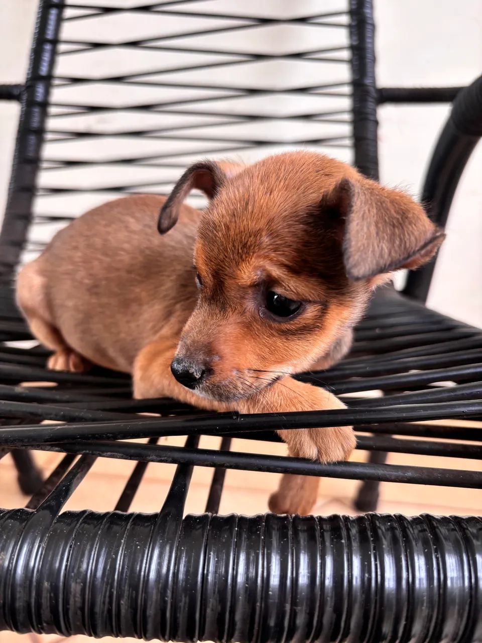 Vendo Pinscher fêmea  - Foto 3