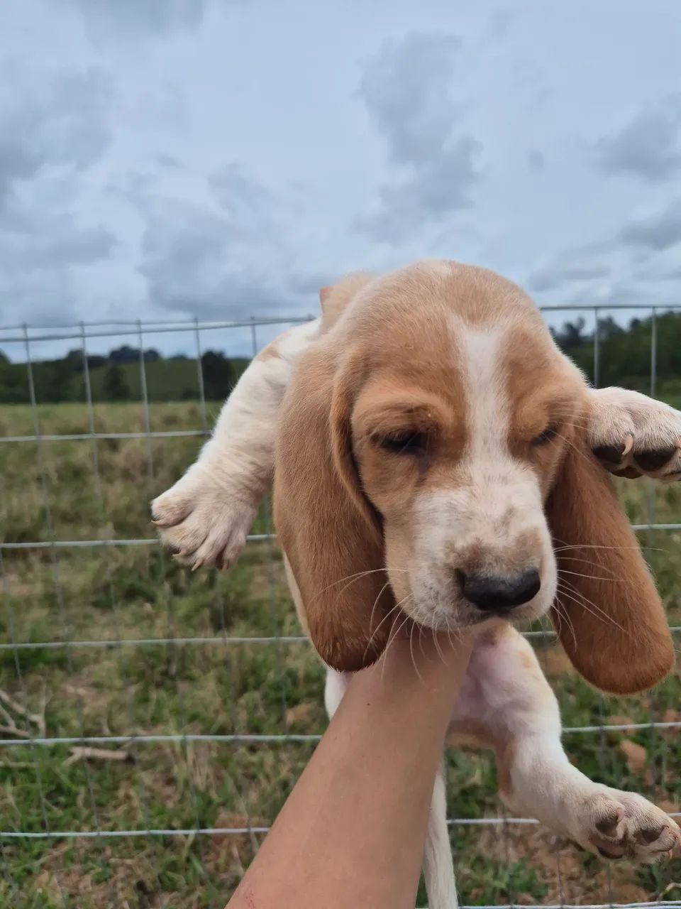 Basset hound macho  - Foto 5