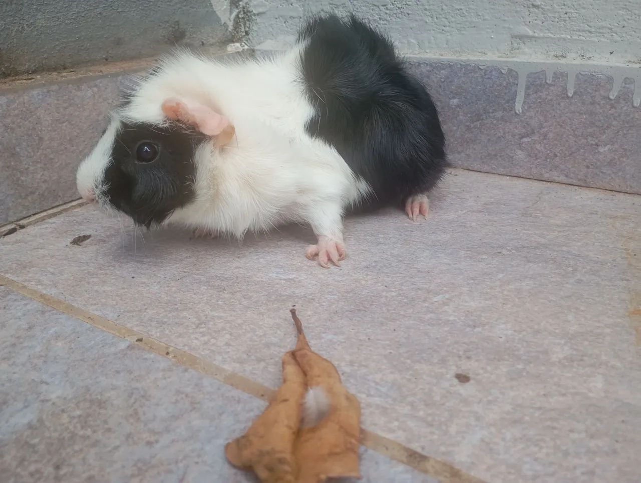 Porquinho da Índia - Foto 6