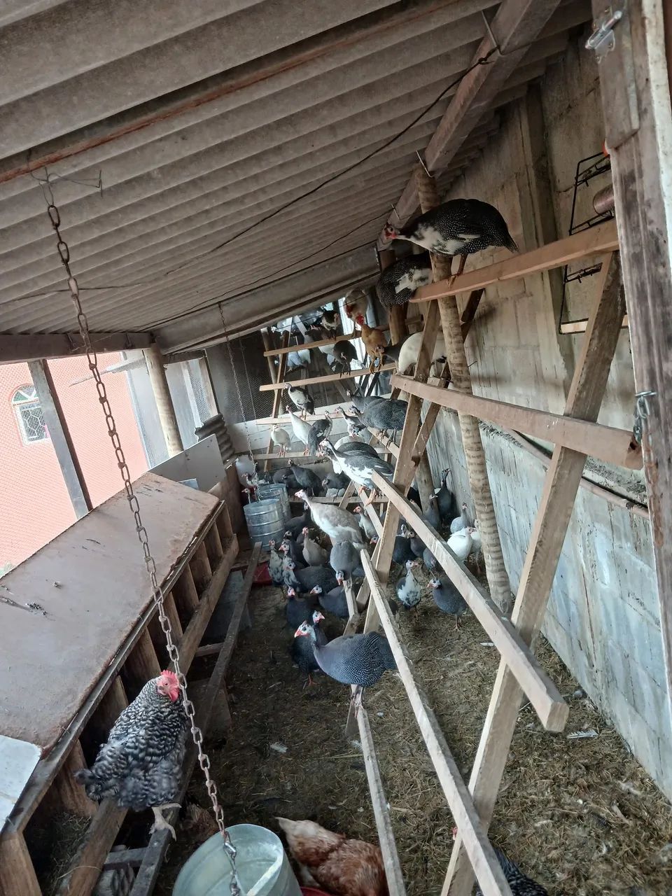 Galinha da angola  - Foto 2