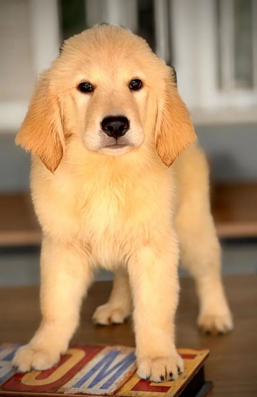 Raça Golden Retrivier  - Foto 2