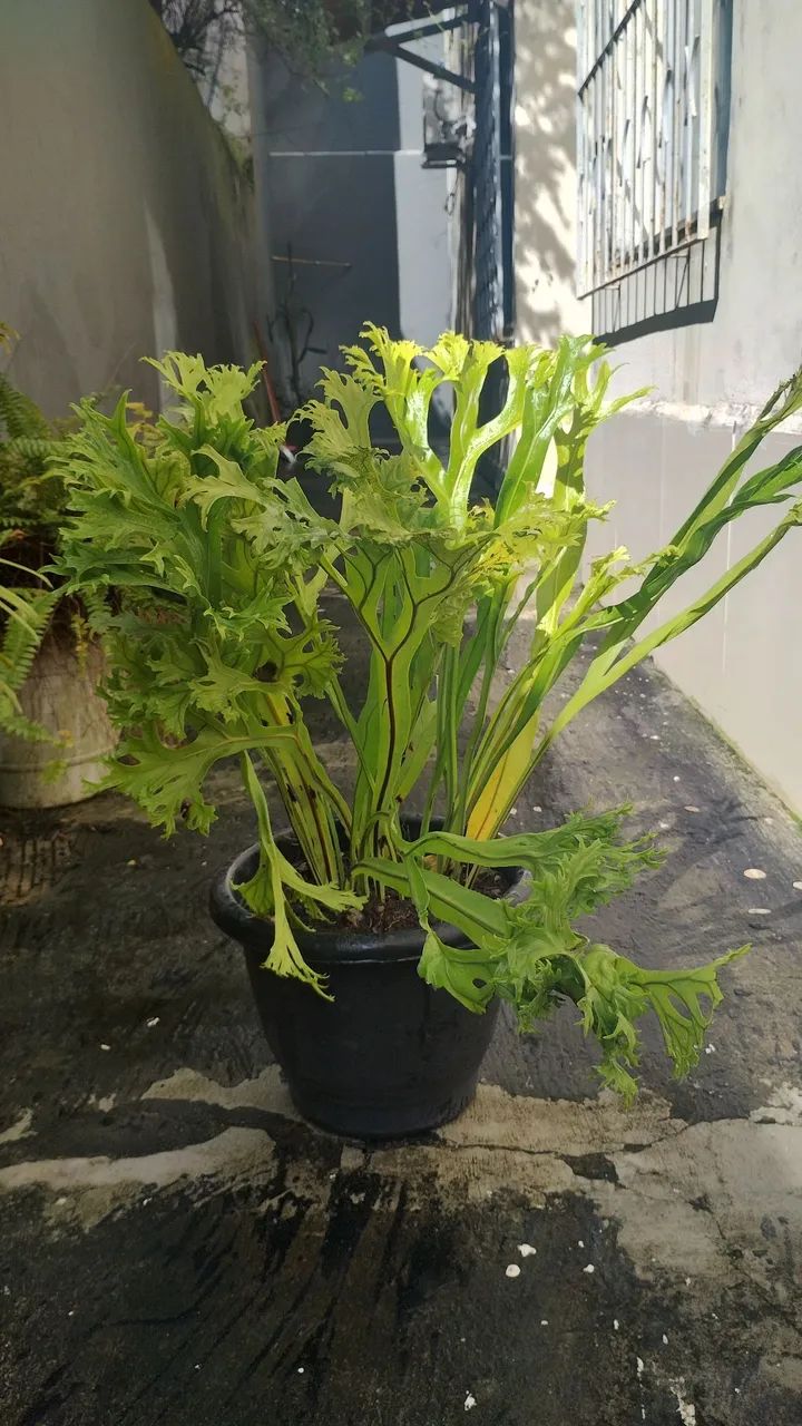 Planta sambaia ninho de passarinho  - Foto 4