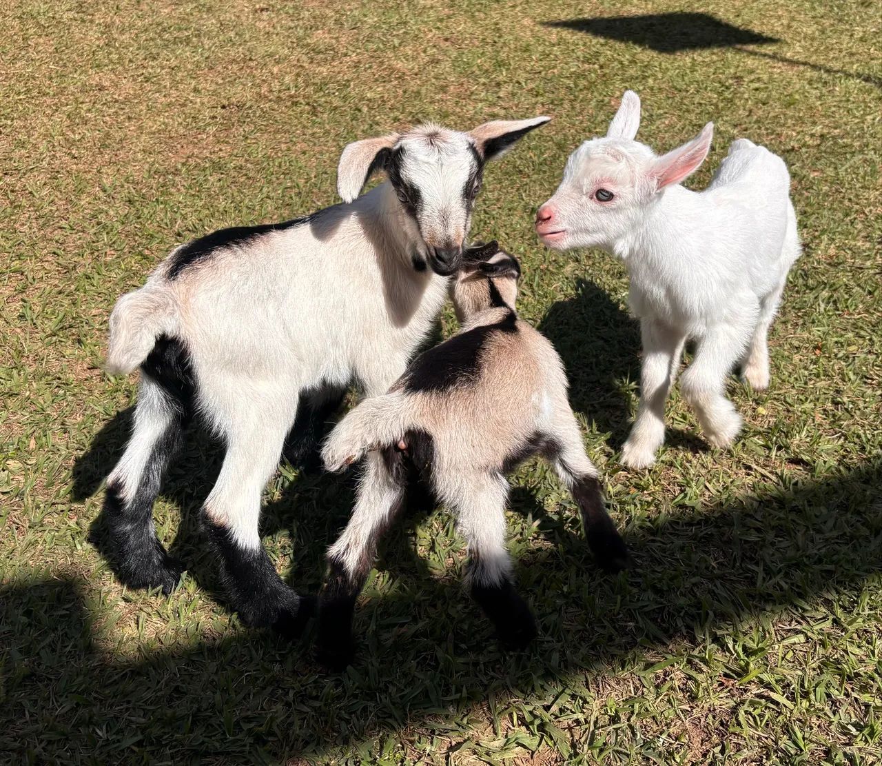 Cabrito - Foto 2