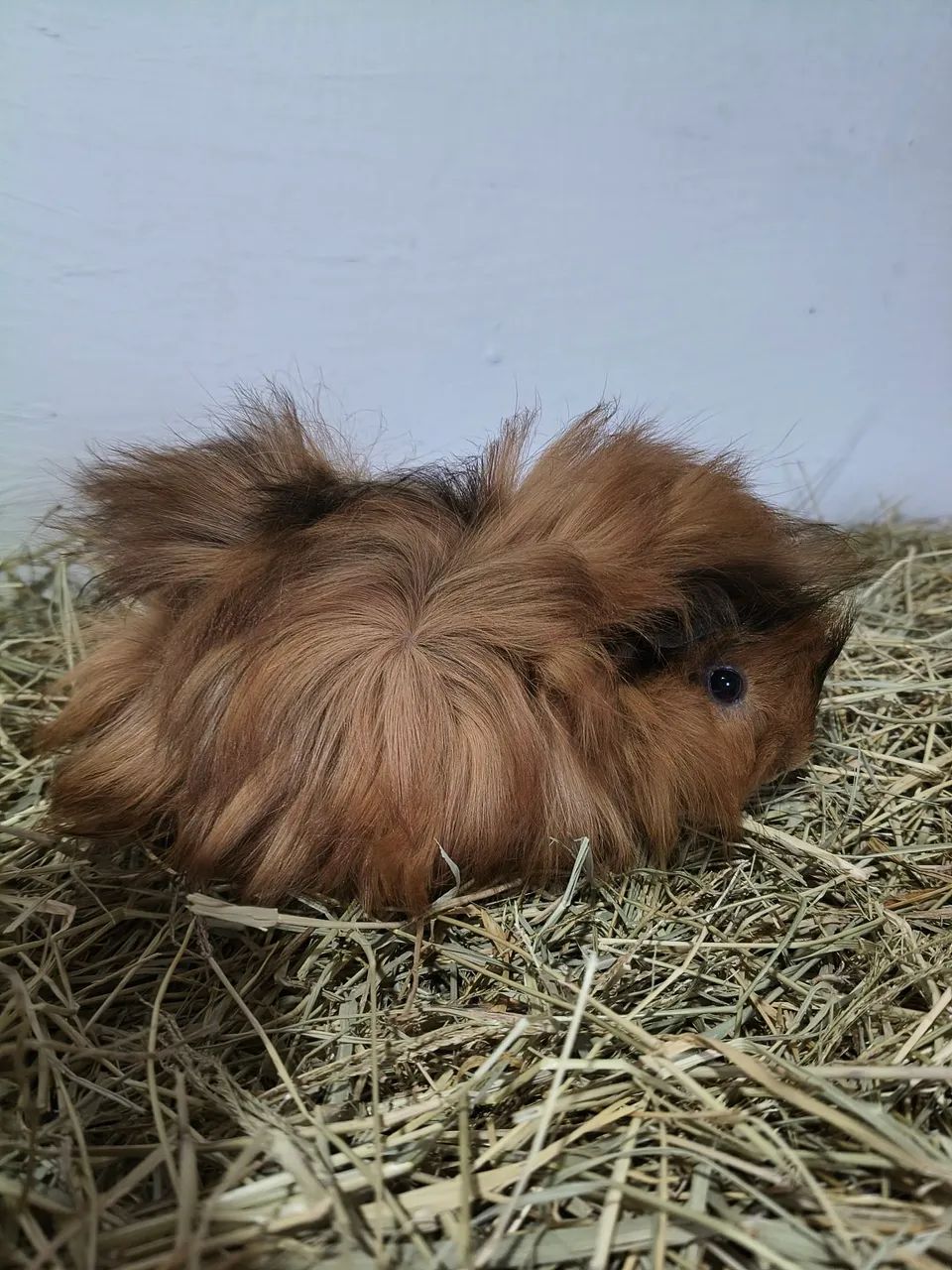 Porquinhos da índia peruanos  - Foto 2