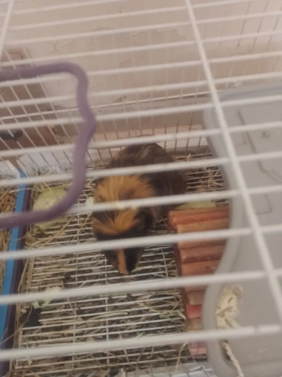 Porquinho da índia shelltie macho com 5 meses