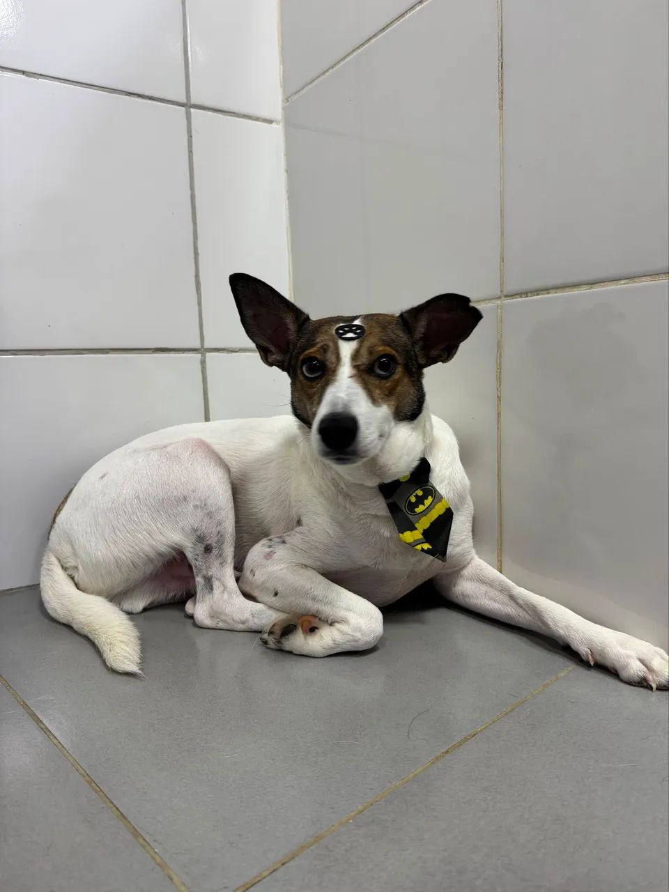 Cão macho para adoção - Foto 4