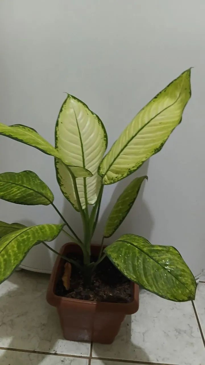 Comigo ninguém pode  - Foto 5
