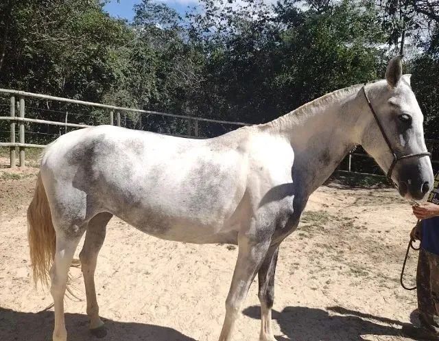 Egua mangalarga, registro definitivo, filha de campeão - Foto 2