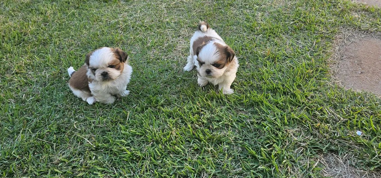 Shih tzu  - Foto 5
