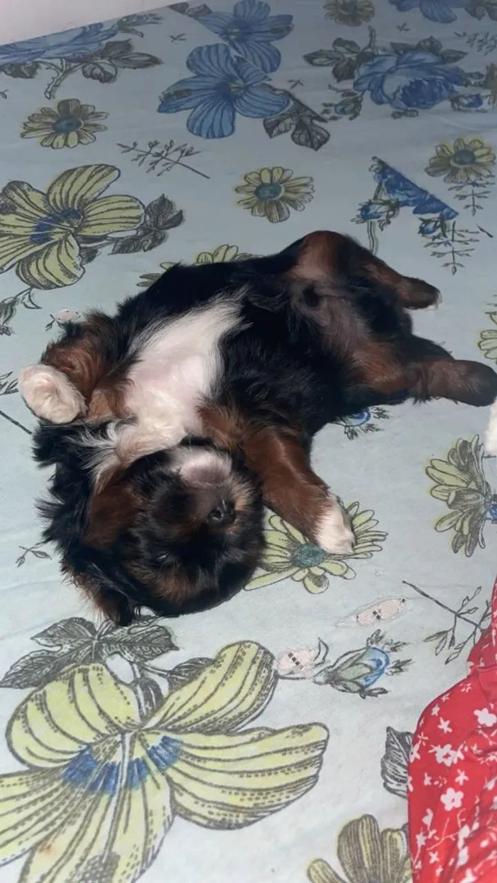VENDO SHIH TZU MACHO - Foto 3