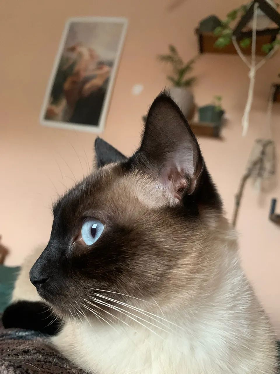 Gatinhos Siameses gêmeos  - Foto 5