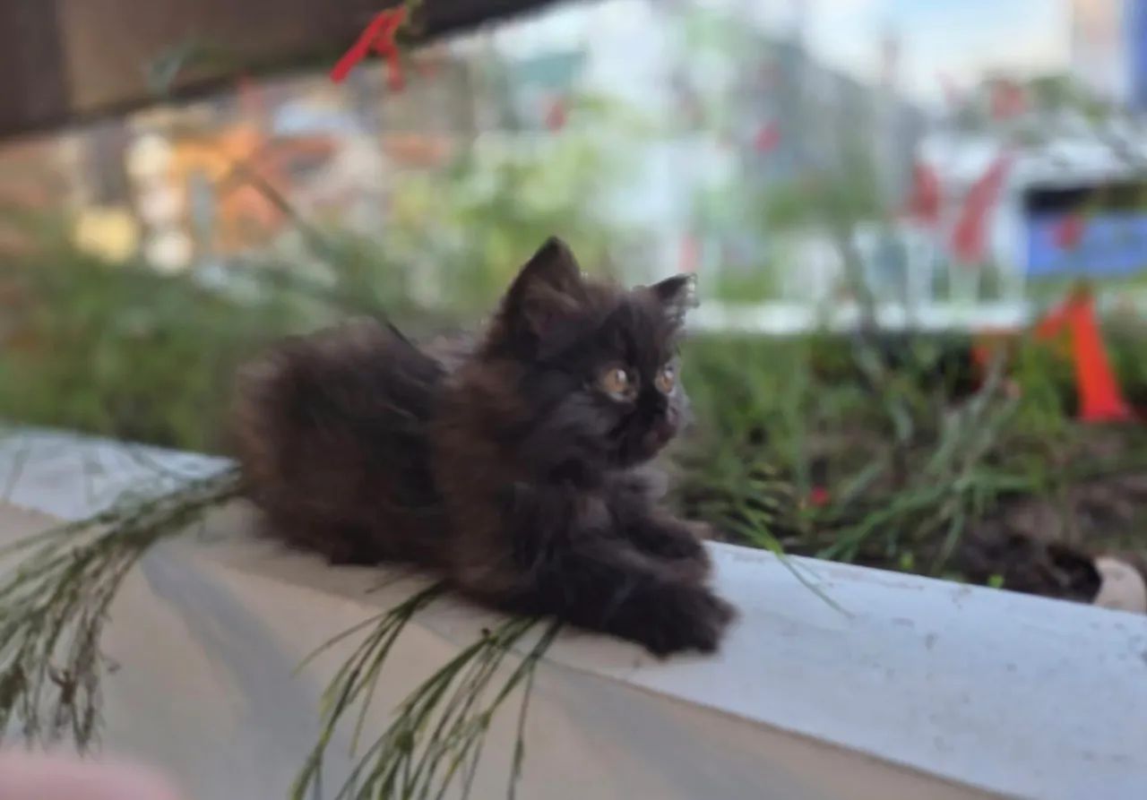 Vendo lindos filhotes de gato persa - Foto 2