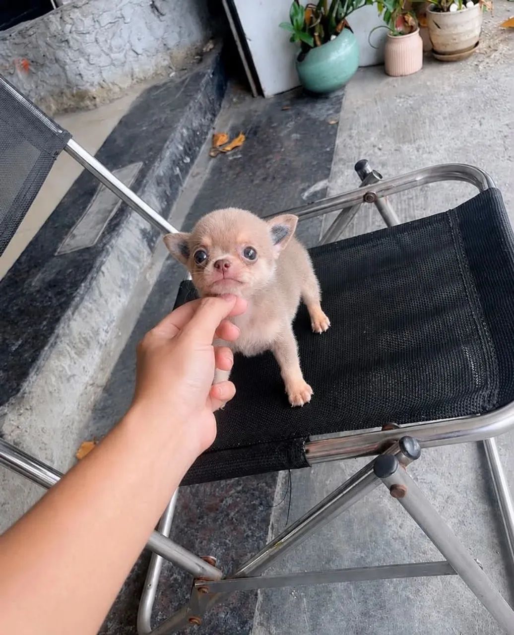Chihuahuas  - Foto 5
