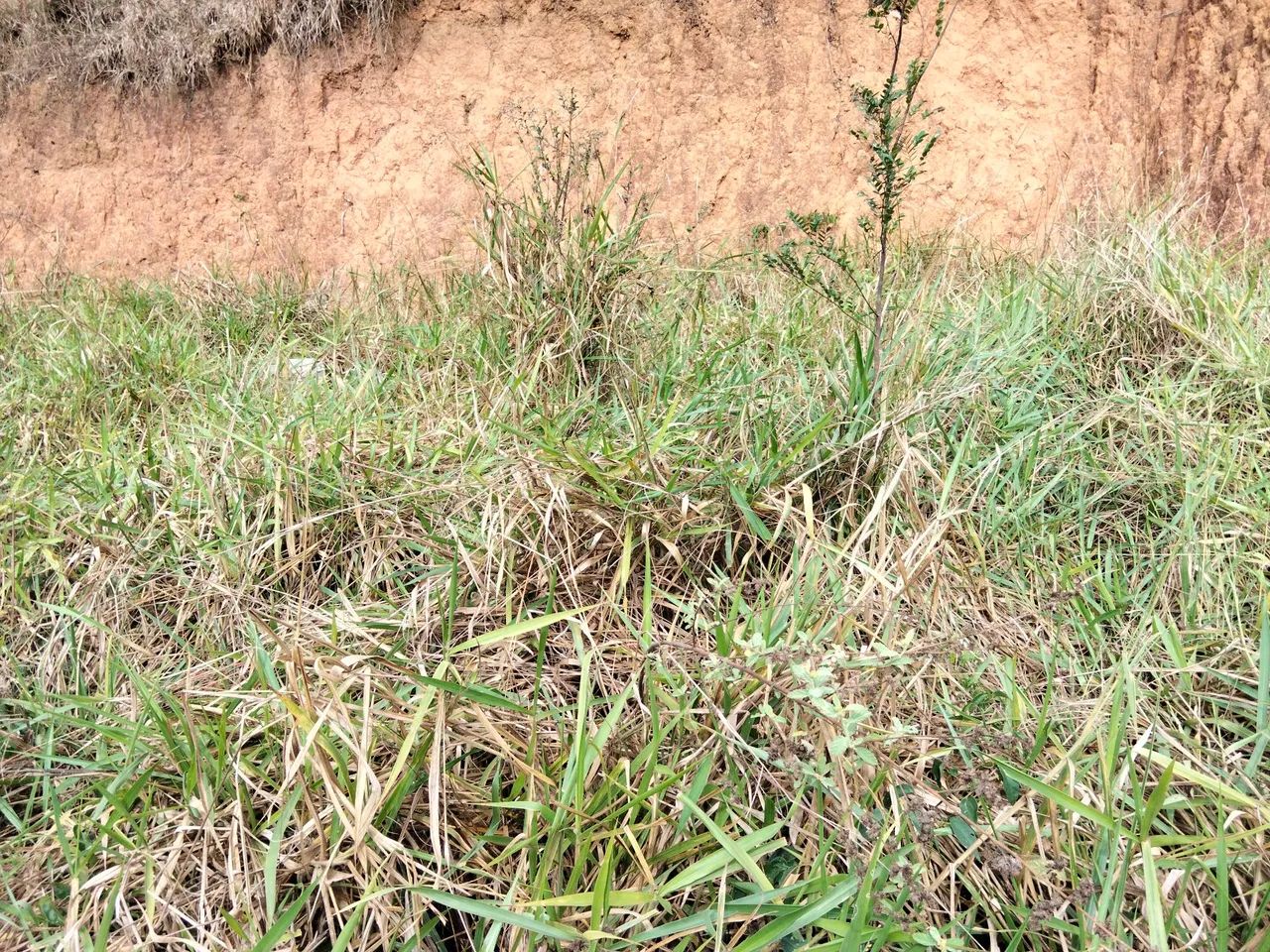 Vendo área para chácara  - Foto 4
