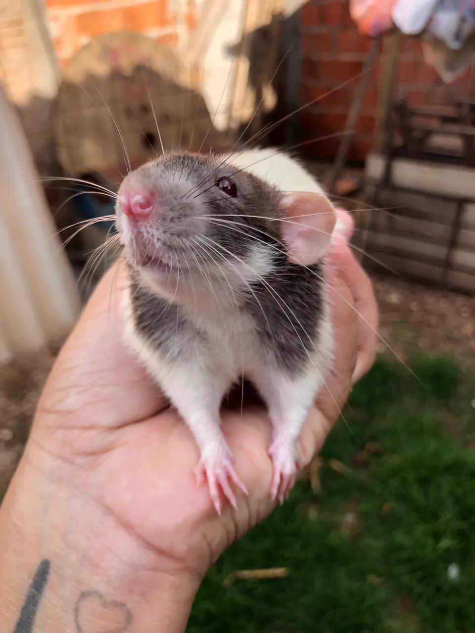 Ratos Twister Machos  - Foto 4