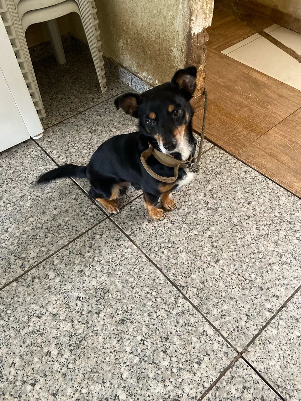 Doação de cachorro