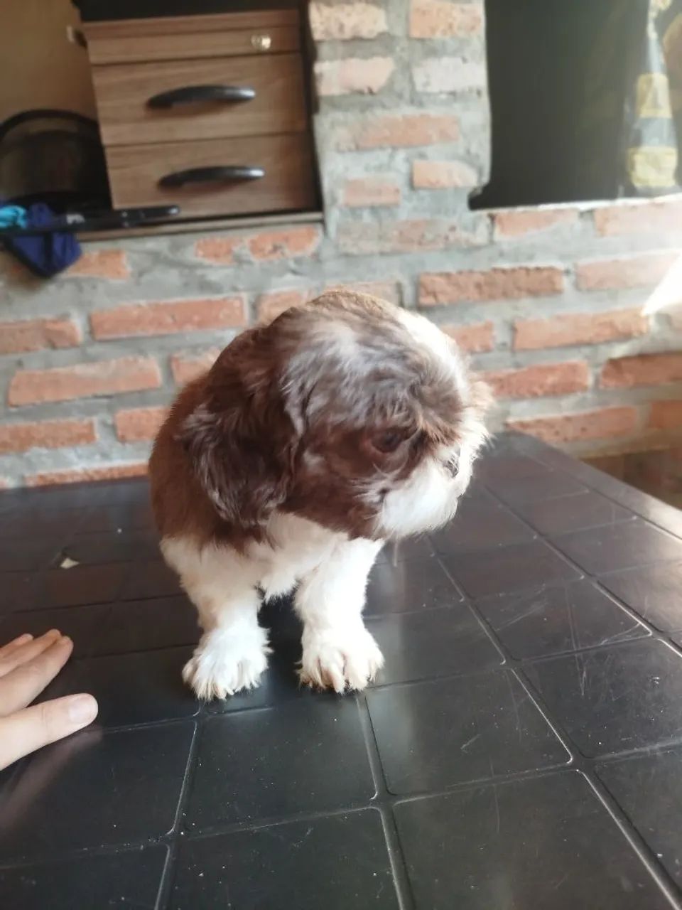 Shitzu micro fêmea com 2 anos  - Foto 4