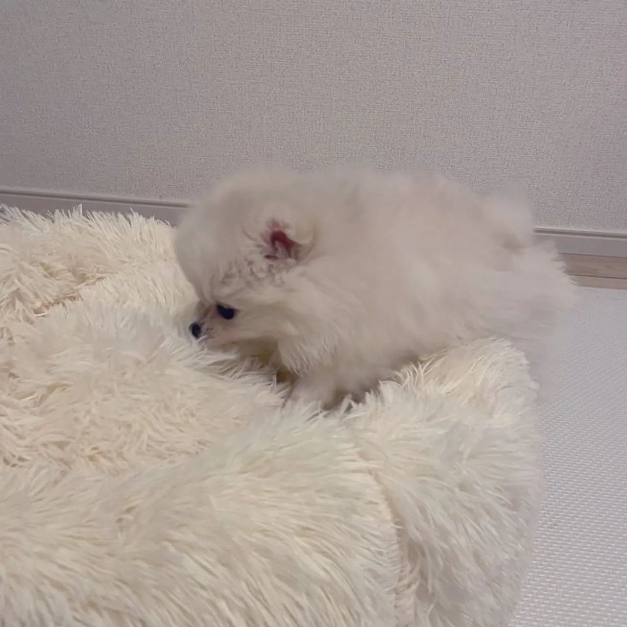 Spitz Alemão adorável 