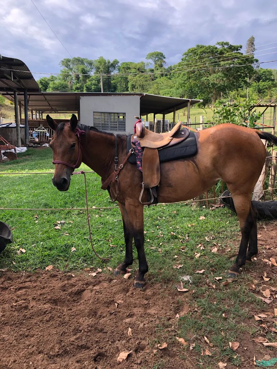 Égua Quarto de Milha - Foto 2