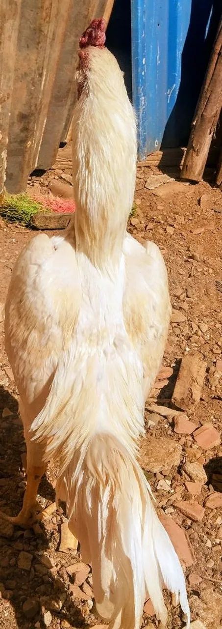 Frango mura - Foto 2
