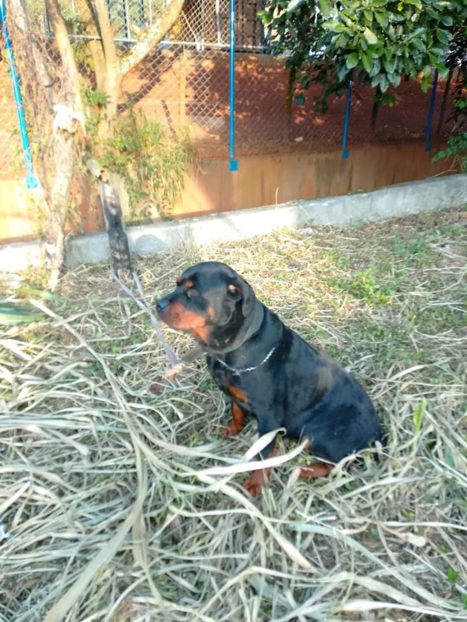 Rottweiler, Filhotes com Pedigree  - Foto 2