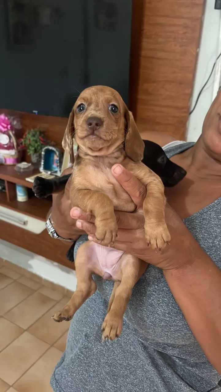 Cachorro  - Foto 4