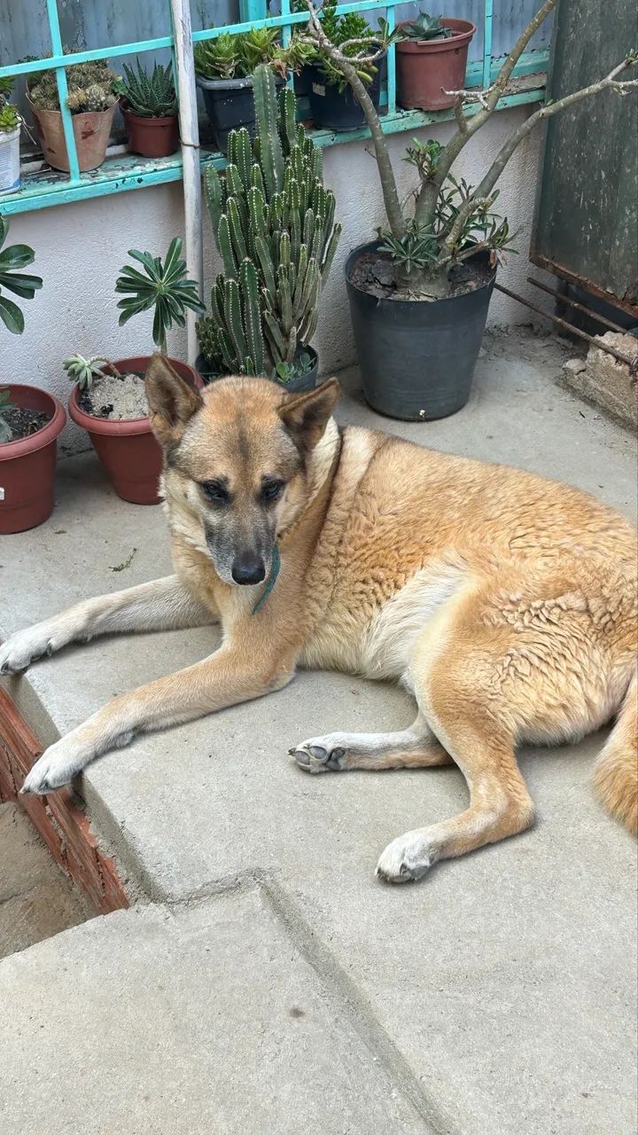 Doação de cachorro  - Foto 2