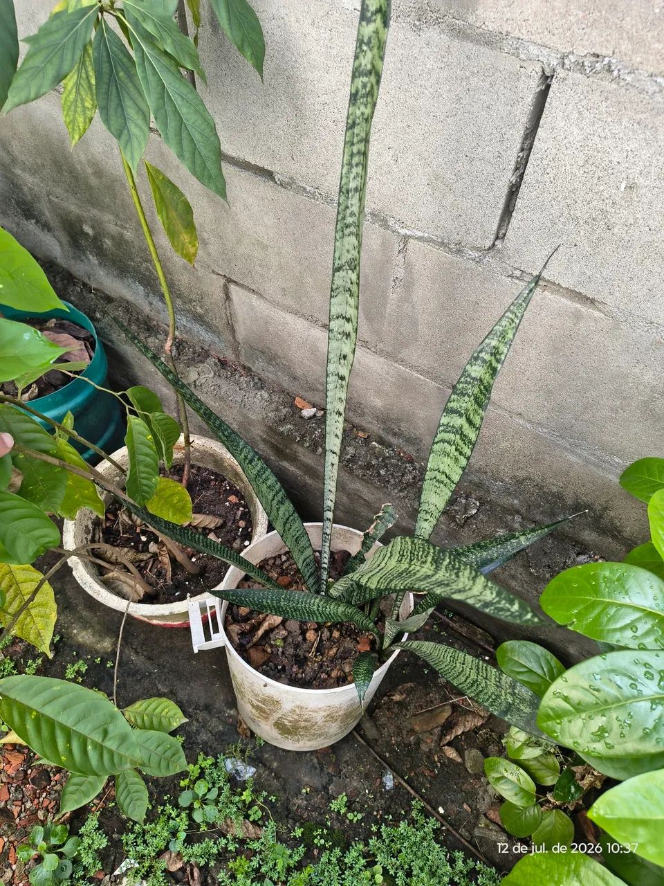 Plantas  - Foto 2
