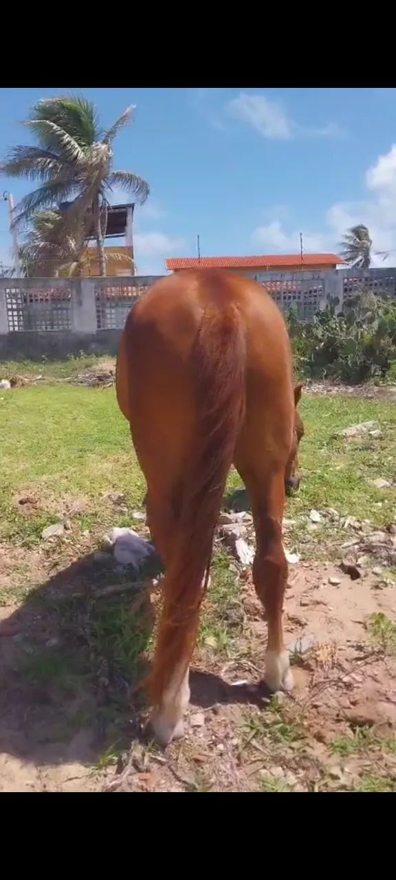 Cavalo - Foto 3