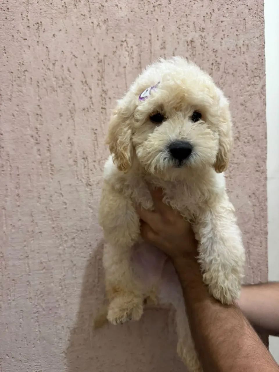 Poodle