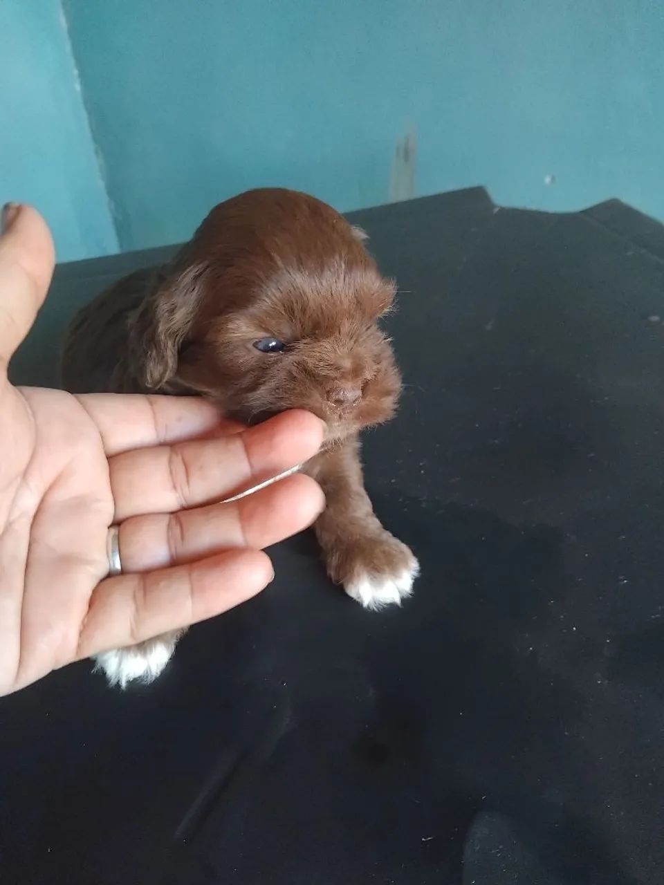 Lhasa Apso chocolate - Foto 3