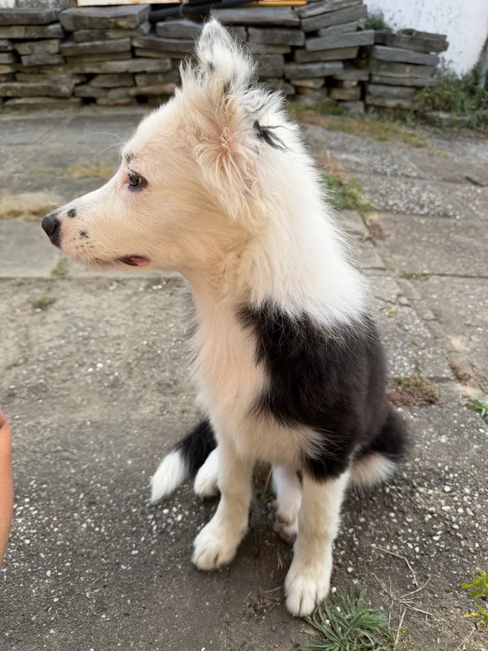 Filhote de Border Collie Macho - Foto 4