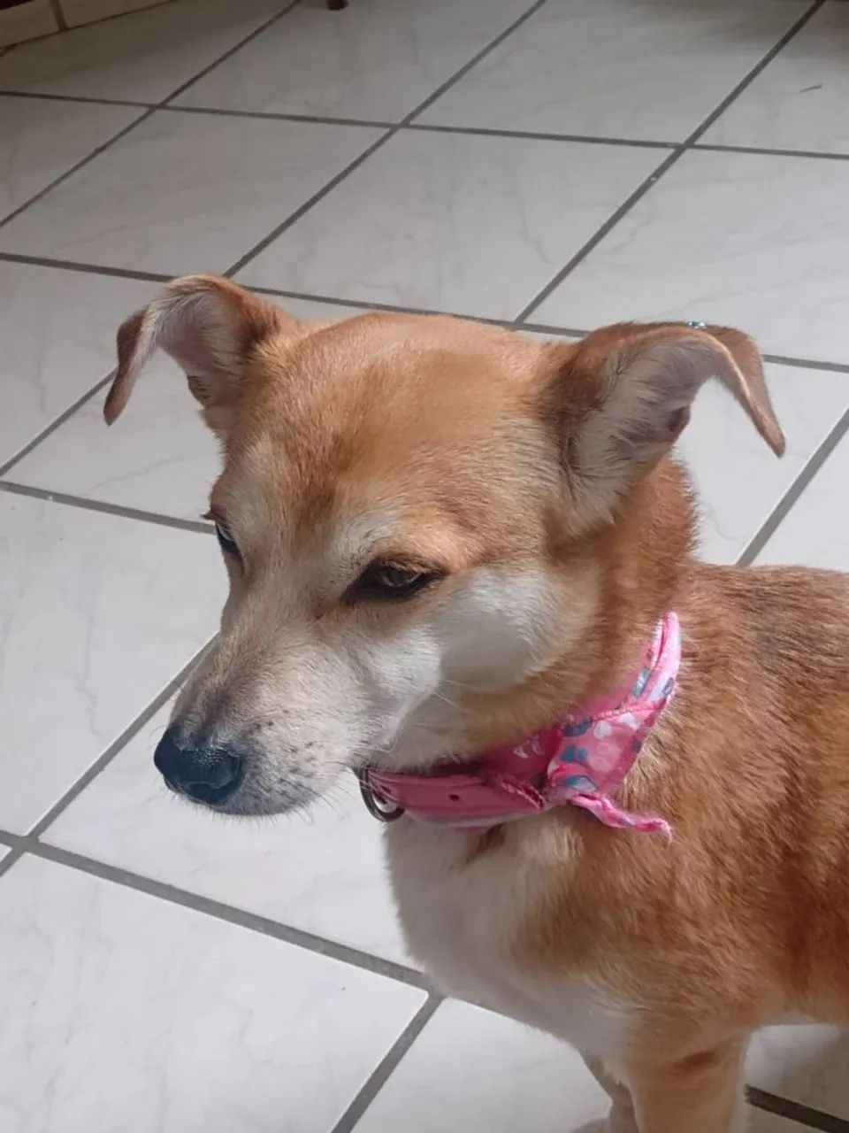 Doa-se cachorrinha 3 anos - Foto 5