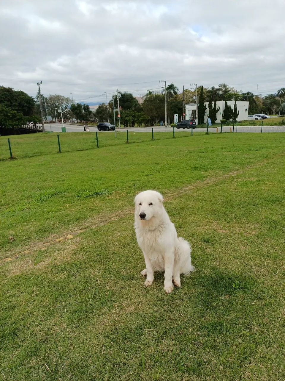 Cachorro Raça Maremano Abruzes.  - Foto 2