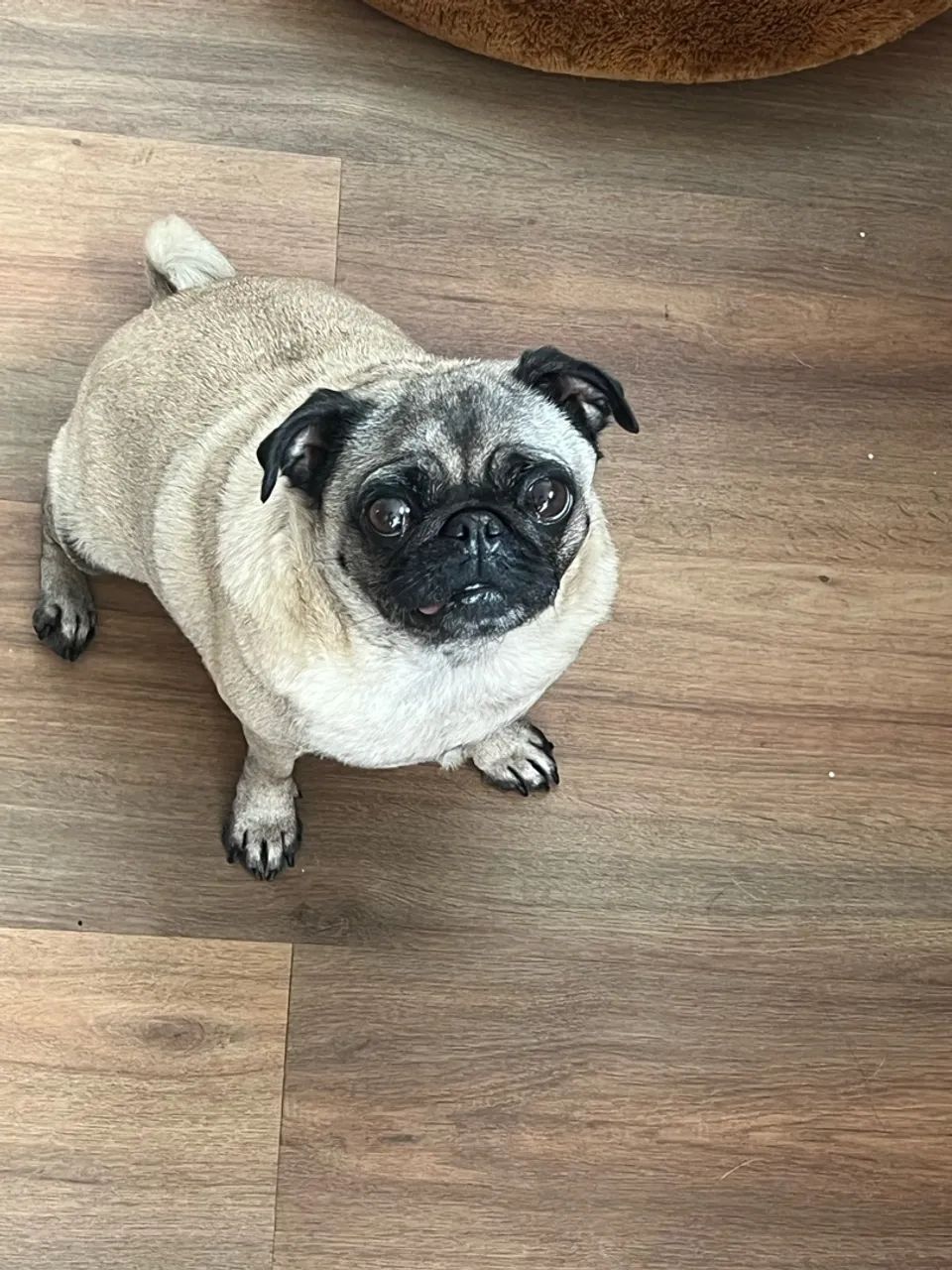 Pug - Foto 3