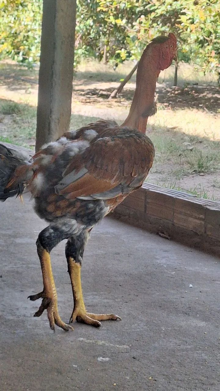frango polaco índio 