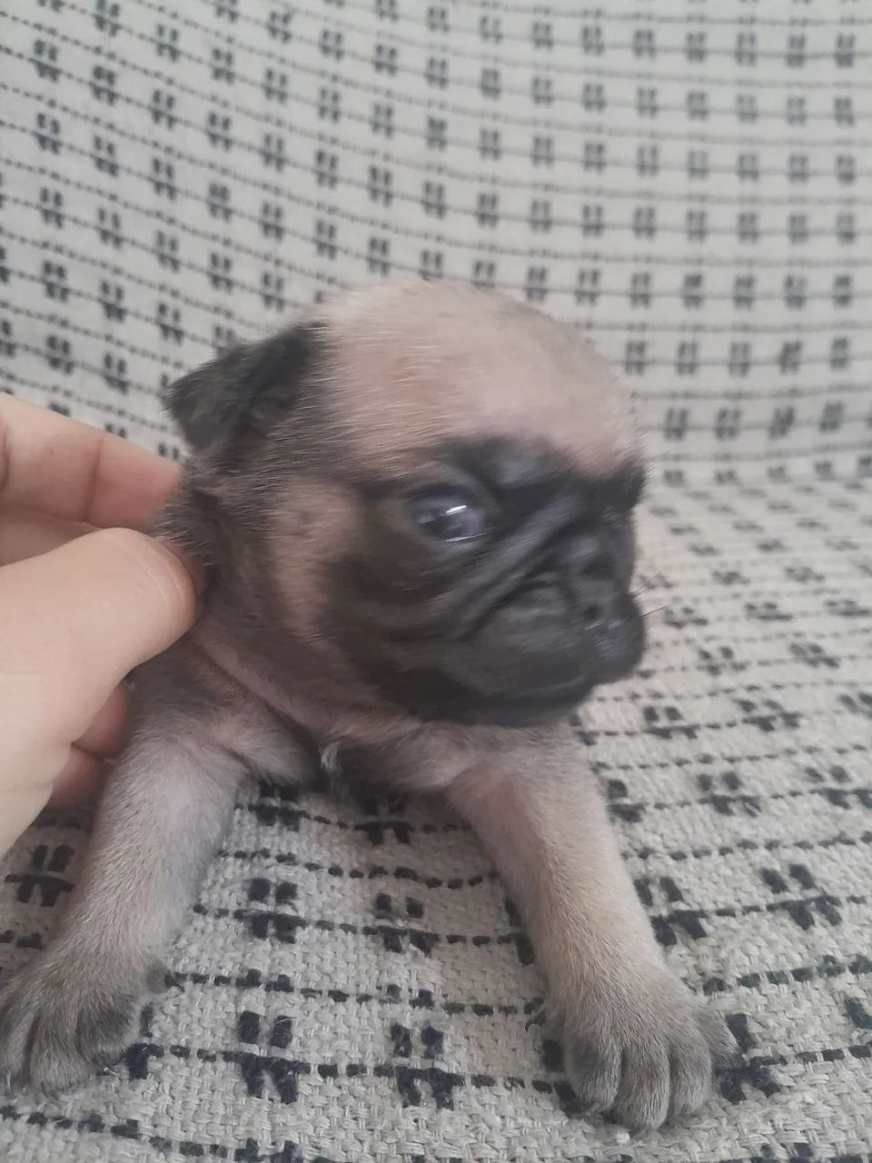 Pug - Foto 2
