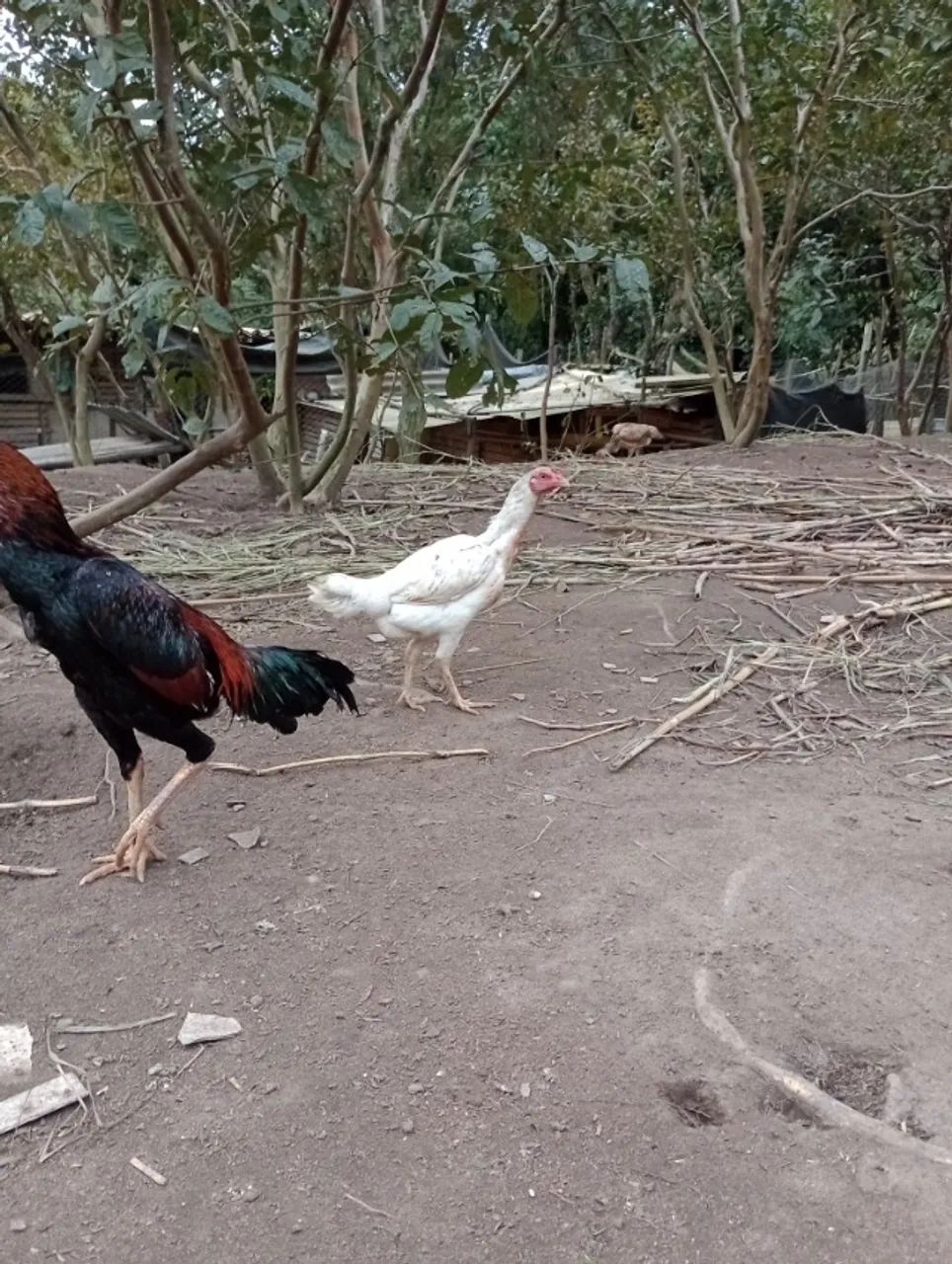 Frango e franga Indio - Foto 5