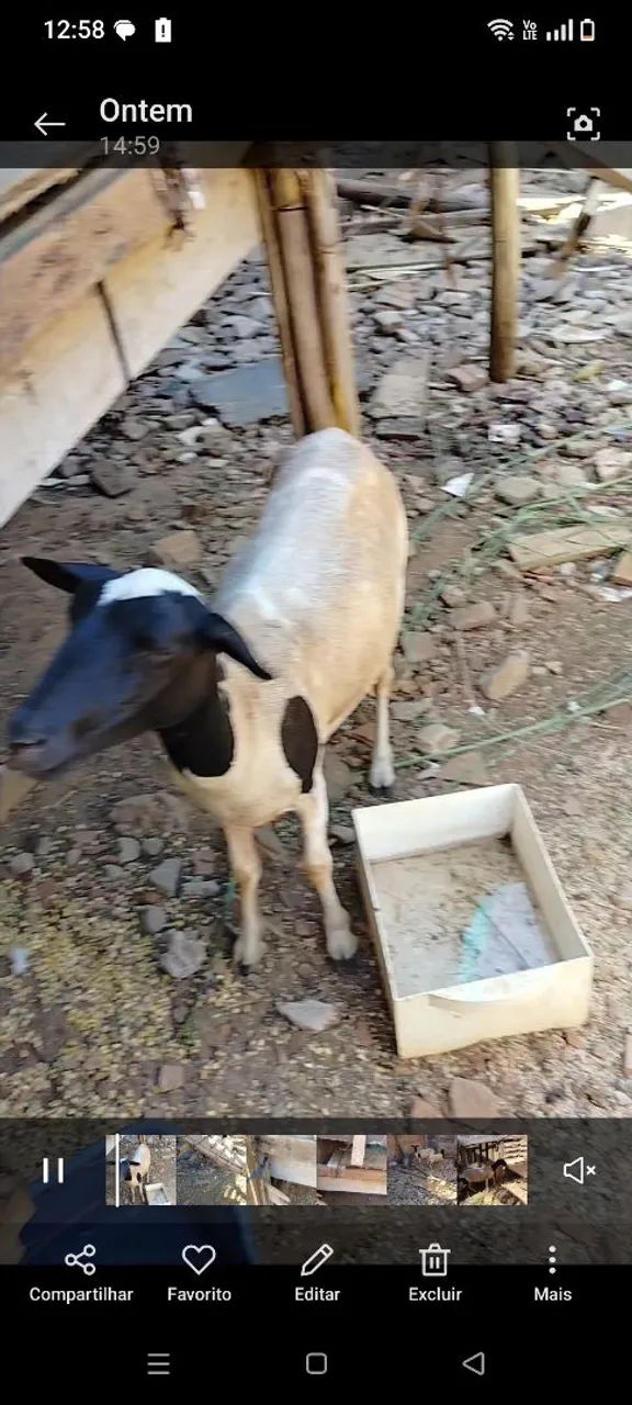 Animais - Foto 5