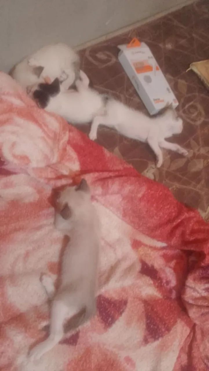 Gatos