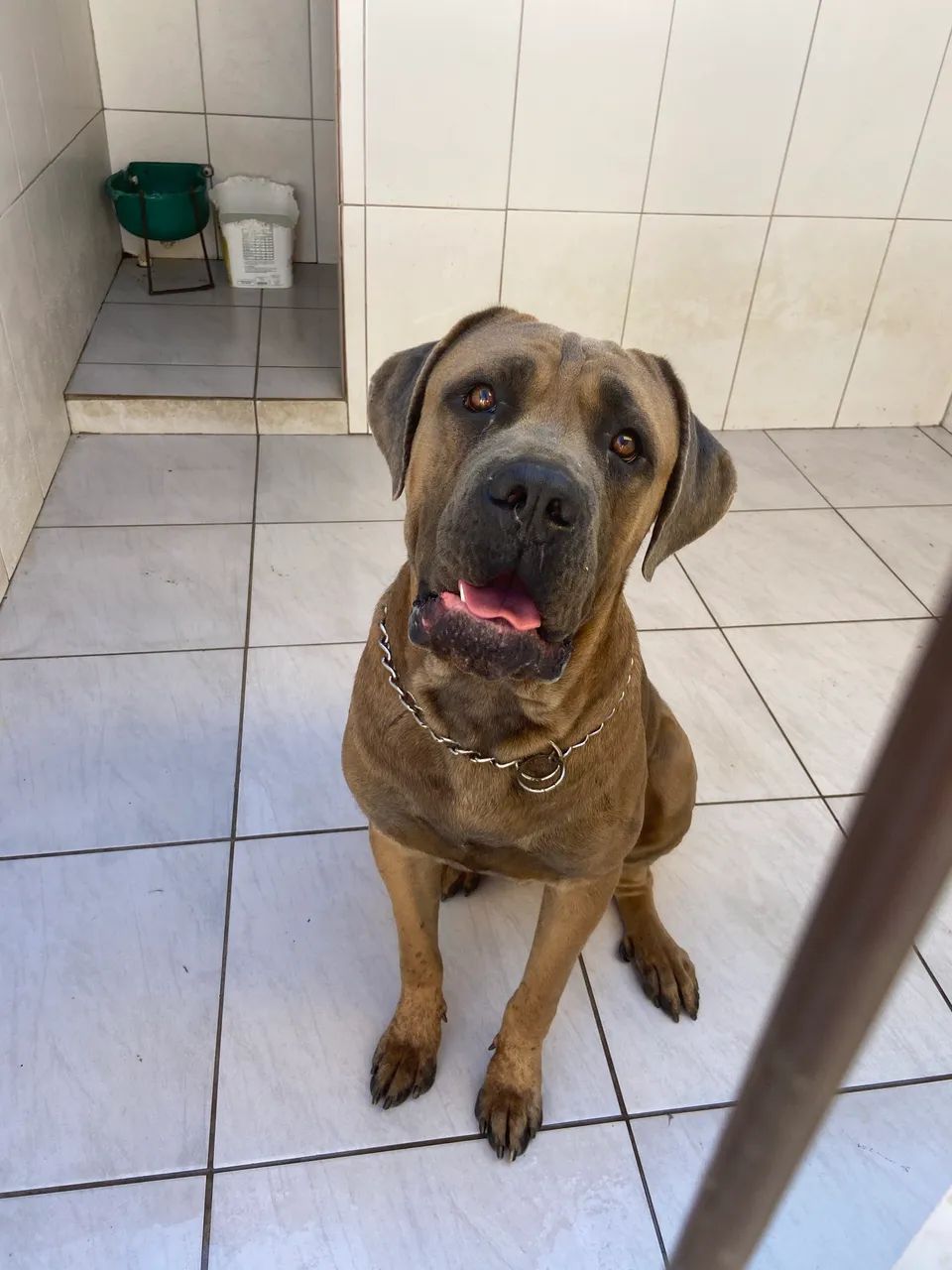 Doação Cane Corso  - Foto 3