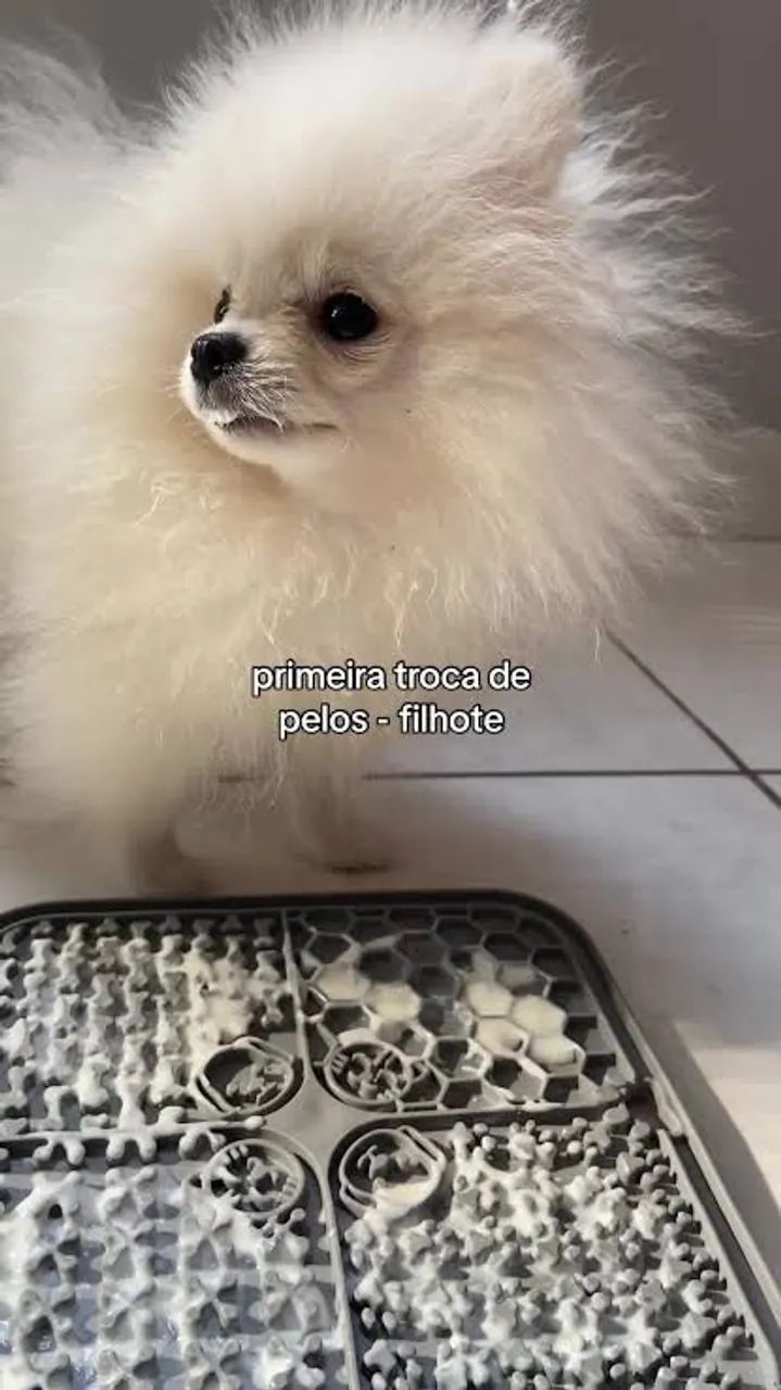 Spitz alemão 