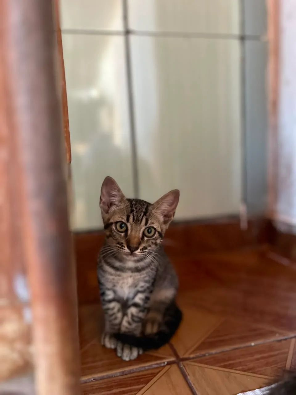 Gatinhos - Foto 4