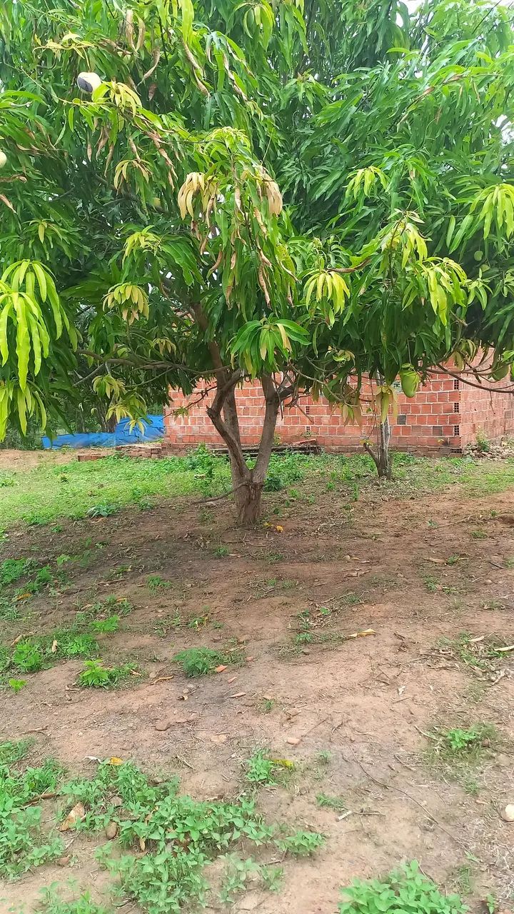 Terreno - Foto 2