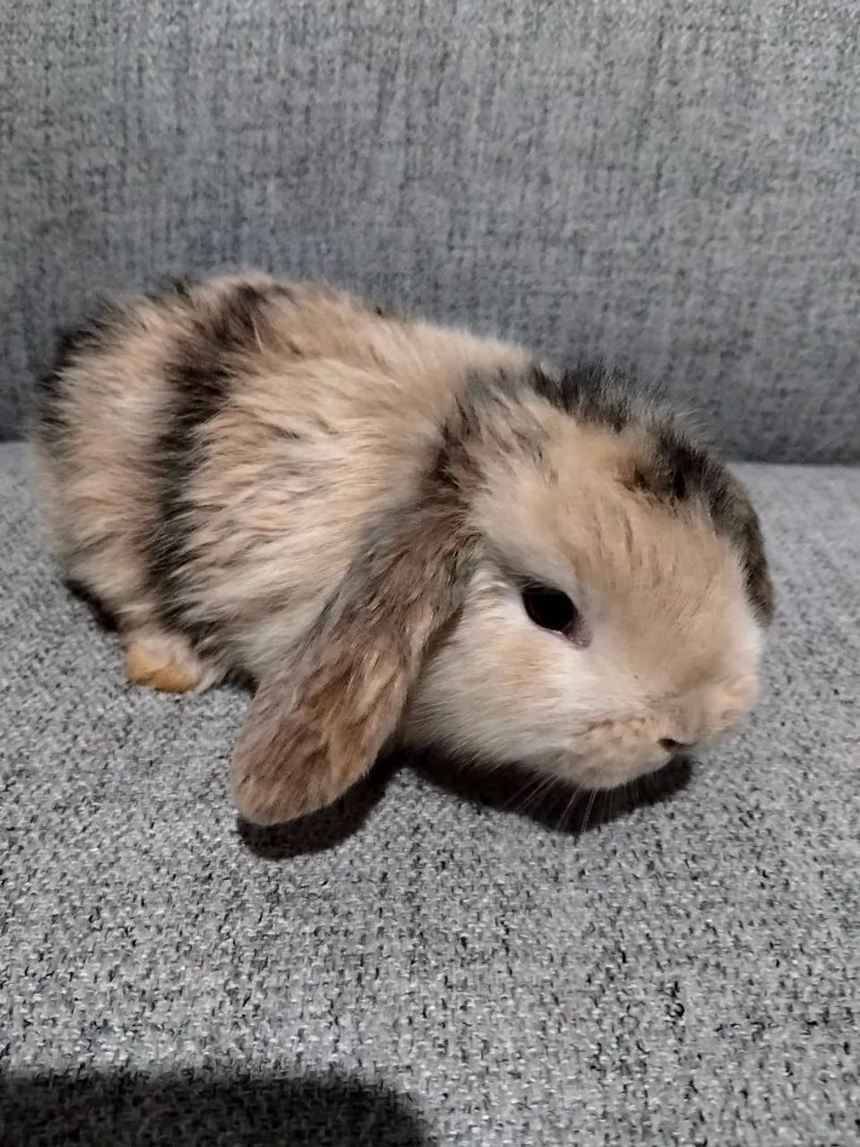Coelhos  - Foto 2