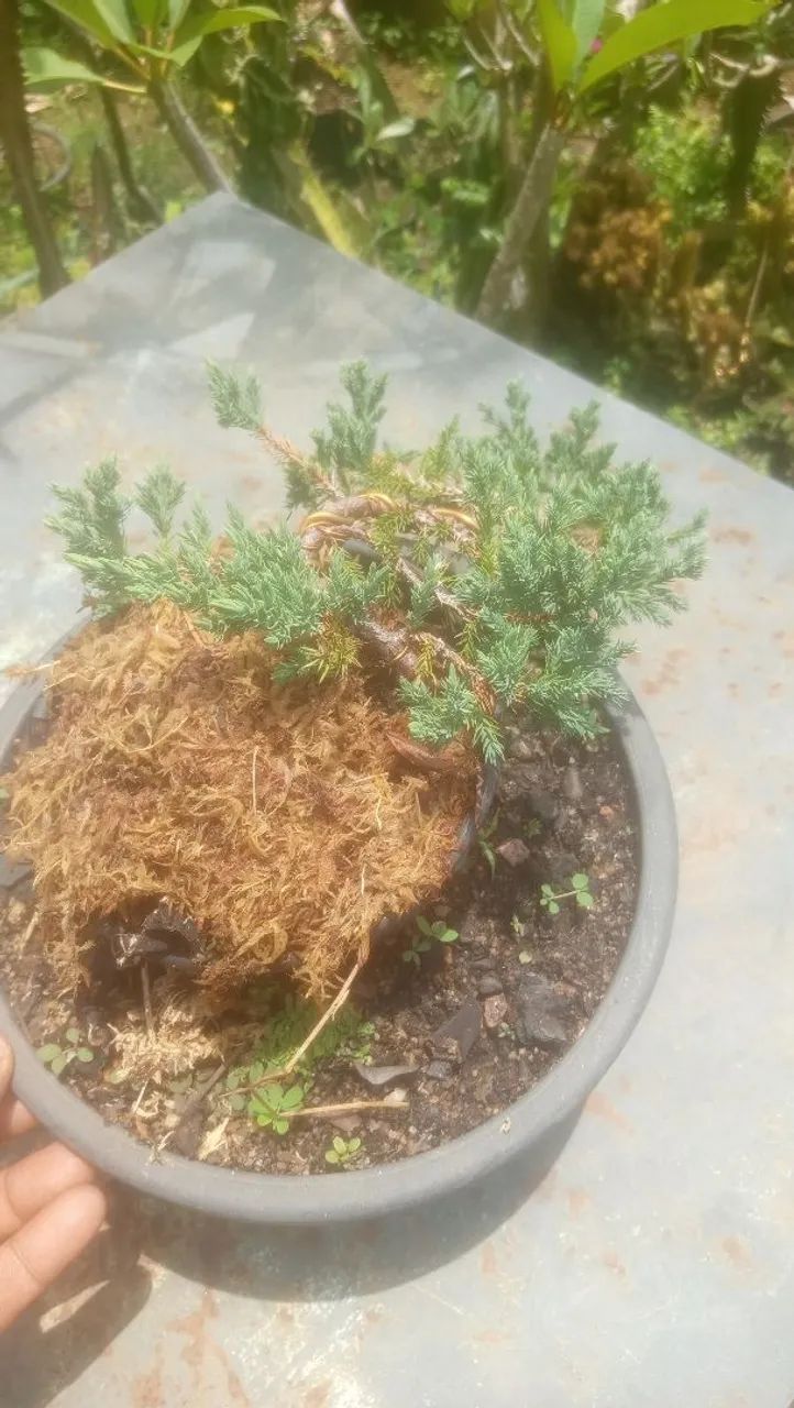 Bonsai Juniperus procumbens  - Foto 4